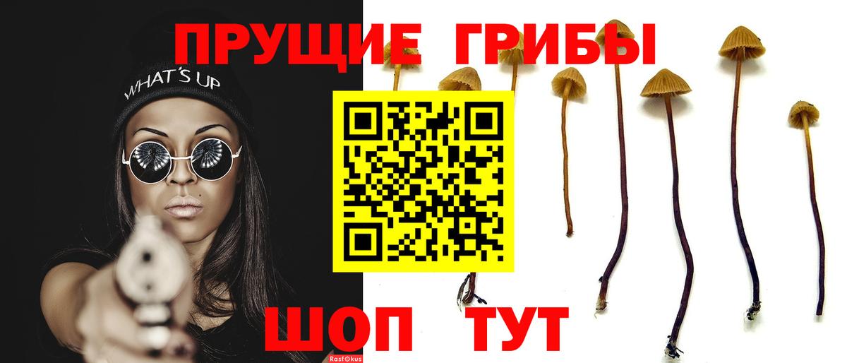 Гусиноозёрск  Псилоцибиновые грибы Psilocybe  Вход с VPN 